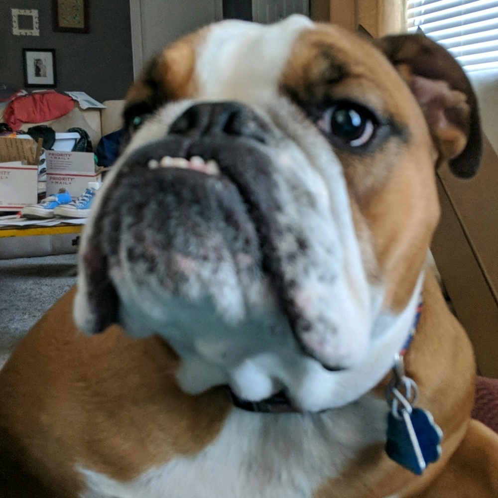 Meet your Posher, Josh